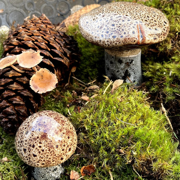 Smukke naturtro svampe i glas - Meget dekorative i en plante eller en urtepotte - Online shop RAUMTRAUM.dk