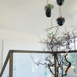 Smukke urtepotter online her - Pift dit hjem op med flotte hængepotter til loftet fra RAUMTRAUM.dk - Perfekt til mange indendørs planter - Alle ordrer leveres lige til døren.