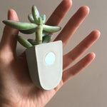 Køleskabsmagneter i beton - Perfekt til en lille plante og meget dekorativ på køleskabet eller fryseren